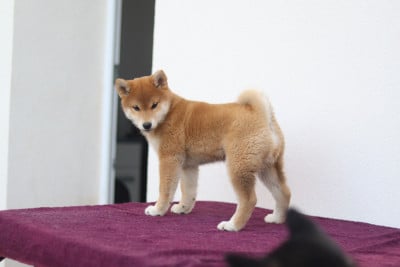 Étalon Shiba - Ameko no gozen No Minami Kiba