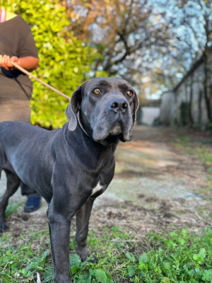 Étalon Cane Corso - Heidi de west coast gladiators