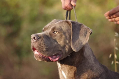 Étalon Cane Corso - Eva di jurevetere