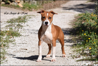 Étalon American Staffordshire Terrier - Agatha All Along Des Anges De Kent