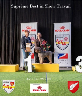 Étalon Lagotto Romagnolo - CH. Lagotto Passion Amabile Don Christos