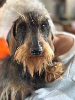 Étalon Teckel poil dur - Raven de la légende d'andocles