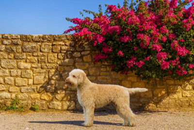 Étalon Lagotto Romagnolo - Titre Initial Fratello Sole Sorella Luna Pedro