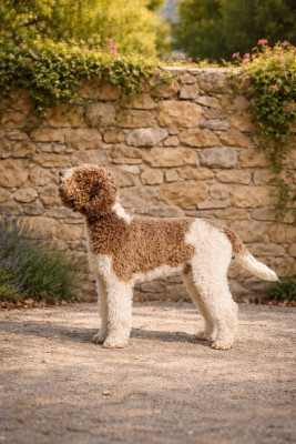 Étalon Lagotto Romagnolo - Ventura-Lino di Sole e Terra Titre Initial