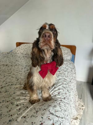 Étalon Cocker Spaniel Anglais - Vesuve dit venus de la vignelais