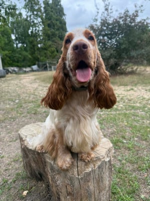 Étalon Cocker Spaniel Anglais - Vicky arya de la vignelais
