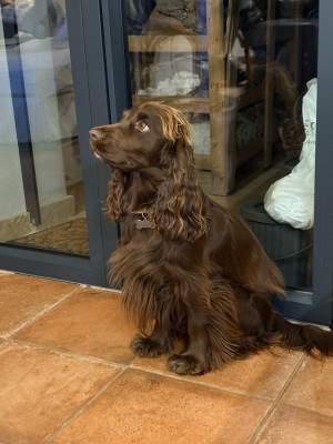 Étalon Cocker Spaniel Anglais - Téa Mas Des Mimosas