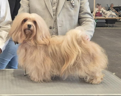 Étalon Bichon Havanais - CH. Tasha Du Domaine De Brière