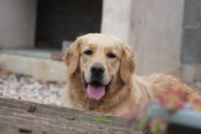 Étalon Golden Retriever - Appy you came April Diamond Dawn