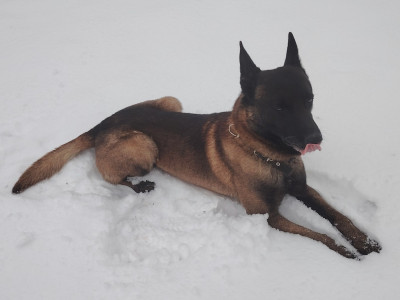 Étalon Berger Belge - O'shot des Bidibooms De La Noue