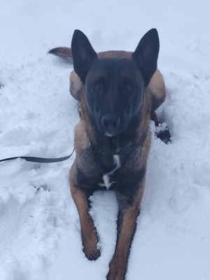 Étalon Berger Belge - Vickers Des Crocs D'Oska