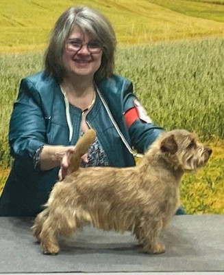 Étalon Norfolk Terrier - CH. allright Sweet scotch