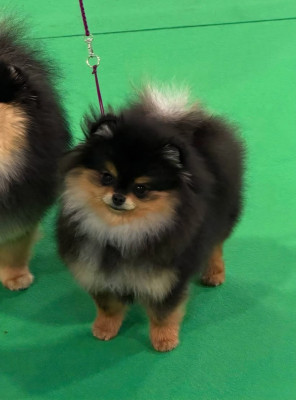 Étalon Spitz allemand - Pom My God Anouchka