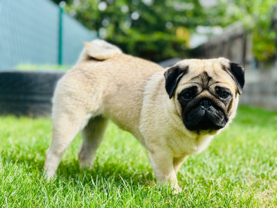 Étalon Carlin - CH. Xena Princesse Guerrière De La Taverne Aux Carlins