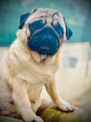 Étalon Carlin - CH. Monica vitari pride