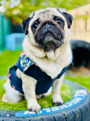 Étalon Carlin - Scarlett Des pitchouns de la marone