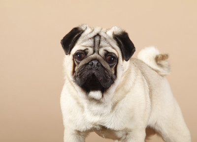 Étalon Carlin - CH. X'men Angel De La Taverne Aux Carlins