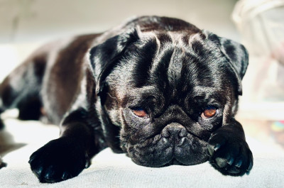 Étalon Carlin - CH. Alina's bright stars Arko