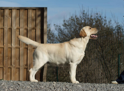 Étalon Labrador Retriever - CH. Very Sweet boy Of evergreen oak