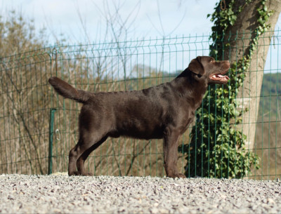 Étalon Labrador Retriever - Ver El Futuro Of evergreen oak