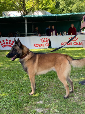Étalon Berger Belge - maski du van lappeenranta Uzi