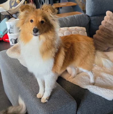 Étalon Shetland Sheepdog - Avanne des Collines de Sagne