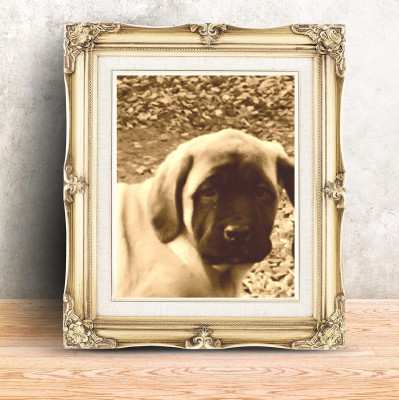 Étalon Mastiff - AQUA Du Domaine Des Dieux Du Feu