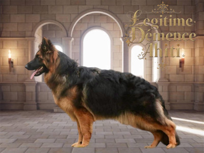 Étalon Berger Allemand Poil Long - Légitime Démence Ahiti