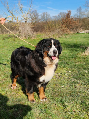 Étalon Bouvier Bernois - Tequila sunrise du berceau de bfamily