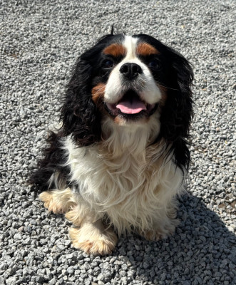 Étalon Cavalier King Charles Spaniel - alla de russo yustas