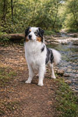 Étalon Berger Américain Miniature - Valiente Snow Esperanza Del Sueño