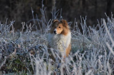Uhlane des Collines de Sagne