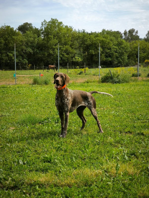 Étalon Braque allemand à poil court - TESS Des Collines Rhodaniennes