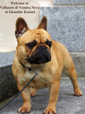 Étalon Bouledogue français - VALLAURIS Di Vendra Nera