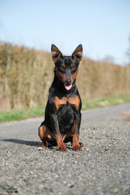Étalon Pinscher nain - De la Maison d'Este Apple