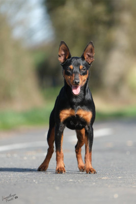 Étalon Pinscher nain - ADIDAS De la Maison d'Este