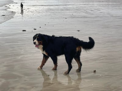 Étalon Bouvier Bernois - Apple De La Baie De Sienne