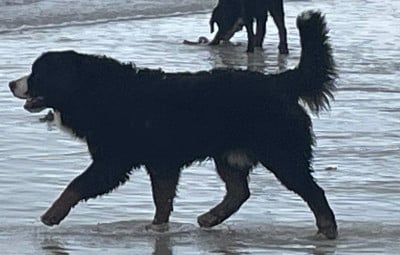 Étalon Bouvier Bernois - Anzio De La Baie De Sienne