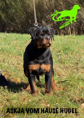 Étalon Rottweiler - ASKJA Vom Hause Hugel
