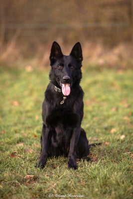 Étalon Berger Allemand - UNDRA Du normont