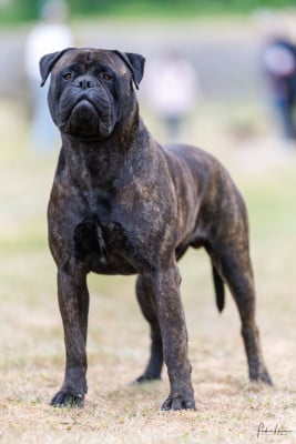 CH. Teddy Du Domaine De Mc Queen