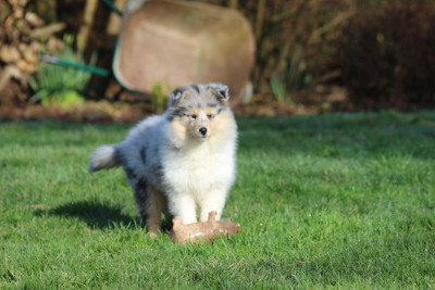 Étalon Colley à poil long - A Bohemian Rhapsody des Hauts Vikings Normands