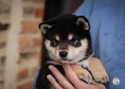 Étalon Shiba - Amaterasu Omikami Go Metella Kensha