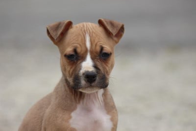 Étalon American Staffordshire Terrier - vida loca Dream Of White Angels