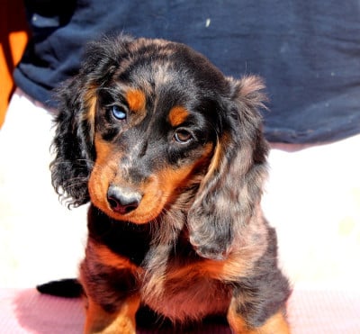 Étalon Teckel poil long - Ash Of Moonlight Blue