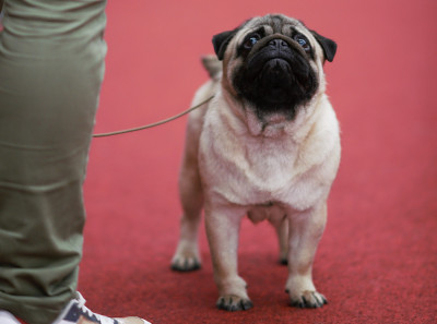 Étalon Carlin - CH. eva solo Spy Who loved me