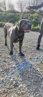 Étalon Cane Corso - Hulk Dell'invictum pugnax