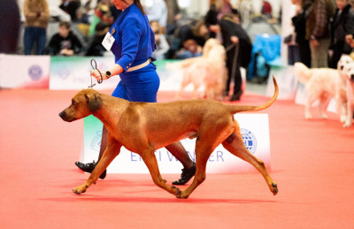Étalon Rhodesian Ridgeback - Viking Stamm River Ridgeback