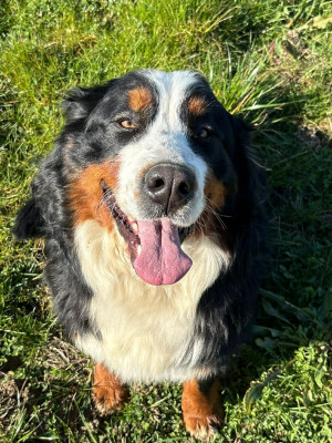 Étalon Bouvier Bernois - Uska Du Pont Pyrimont