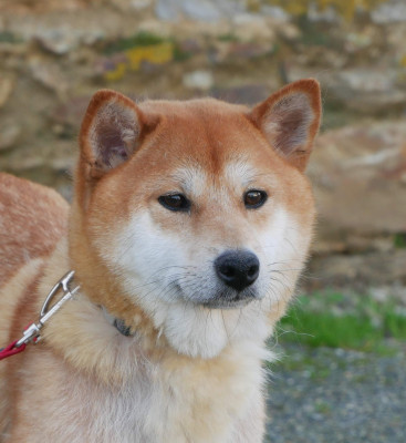 Étalon Shiba - Ulina De La Source Des Rochettes